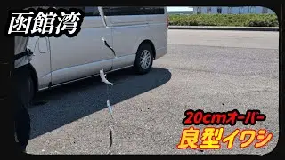【函館湾】サビキで簡単に３桁狙える良型イワシ。#北海道釣り 