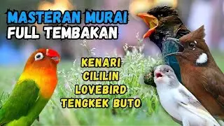 Masteran Murai Tembakan Cililin, Lovebird dan Tengkek Buto, Kenari