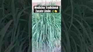 Zacate Lim&oacute;n, Medicina Tradicional. Usos y beneficios #medicinatradicional #medicinanatural