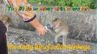 Monkey Mischief & Goat Antics: Epic Wildlife Adventures!