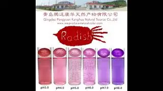 Radish red color -Qingdao Pengyuan Kanghua Natural Source Co ,Ltd