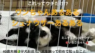 ワンちゃん（シュナウザー）あるある⁉︎犬を飼って初めて知ったこと