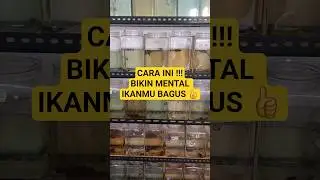 CARA INI BIKIN MENTAL IKANMU BAGUS 👍#trending #viral #bettafish #ikan #ikancupang #trendingshorts