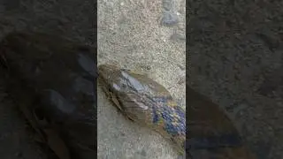 Blacktail cribo Snake #shorts#snake#short#shorts#shortvideo