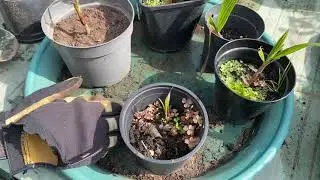 TIME LAPSE (TIMELAPSE TIME-LAPSE) - Repotting of 5 Small Washingtonia Robusta Plants