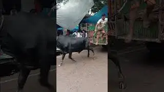 Cow videos #cow #shortvideo #funny #animals #viralvideo