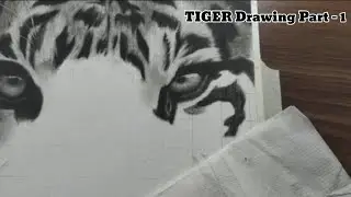 Tiger Drawing Part - 1 ||   ART PHOBIA