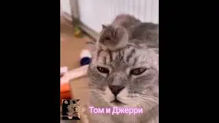 Том и Джерри. Cute cat Tim. #cat #прикольныекоты #catshorts #кот #томиджерри #шортс #юмор #котики