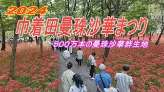 2024年　巾着田「曼珠沙華まつり」５００万本の曼珠沙華
