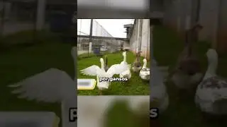 Esta prisi&oacute;n cambio sus perros guardianes por gansos