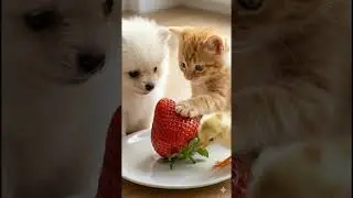 Their First Time Seeing a Giant Strawberry! 🍓🐾✨