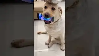 Dog moment | PETS HEART - Lovely Dog