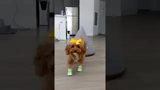 Puppy Outfit Change! My dog puts on a Summer walk outfit faster than a blink of an eye #dog #shorts