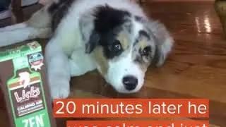 I Tried Licks Calming Aid