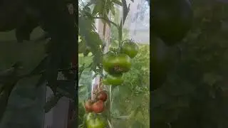 Что выросло из магазинных томатов #обзордачи