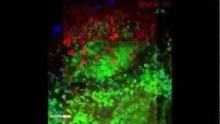 Trailer - Cell Dance Symposium: BioCity Turku