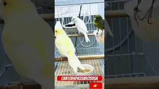 Canary singing/ can&aacute;rio belga #bird #canariobelga #canary
