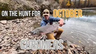 CONSTANT ACTION! Chasing Chrome Coho in October / twitching jigs for Coho.