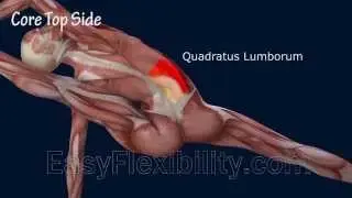 How to Visvamitrasana Yoga Pose Muscle Anatomy EasyFlexibility