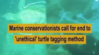 Marine conservationists call for end to 'unethical' turtle tagging method