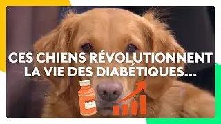 Ces chiens révolutionnent la vie des diabétiques...