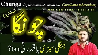 Chunga sabzi benefits in Urdu | Caralluma tuberculata medicinal uses