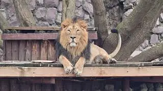 Азиатский лев из Московского зоопарка / Asian lion from Moscow Zoo