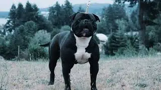 MARTIN GONZALEZ ARCEO - FUERZA AMERICAN BULLDOGS - BATTLE BRED FAMILY