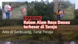Kolam Alam Limbong di Simbuang Bisa Jadi Tujuan Wisata JikaDikelolah Dengan Baik @matatikukanal6705