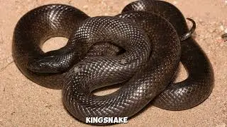 King Snakes in Louisiana Non-Venomous and Essential to the Ecosystem 🐍