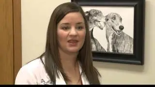 Golden Retriever Lifetime Study (WHO-HD Story)