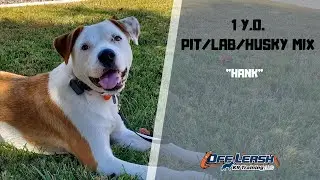 PIT/LAB/HUSKY MIX / DOG TRAINING