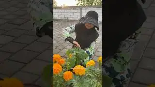 Panen bayam liar di kebun pekarangan rumah #berkebun #berkebundirumah #kebunmini