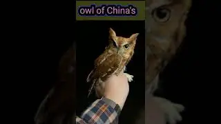 owl vs earth | the owl koria | owl sex |