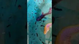 My betta fish mate and lay eggs