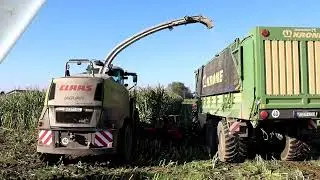Letzter Mais 2024 f&uuml;r den Claas Jaguar 950, Fendt-, MF Gespann.