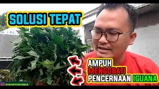 CARA MERAWAT IGUANA UNTUK  PEMULA AGAR SEMBUH DARI PENYAKIT PENCERNAAN