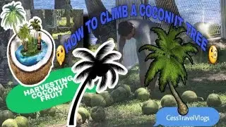 HARVESTING COCONUTS | NEGROS ISLAND | CESS TRAVEL VLOGS