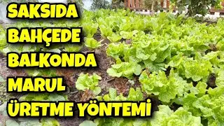 Bu Yöntemle Bahçe ve Saksılar Marulla Dolar
