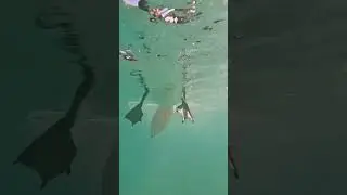 Pelican Diving For Fish In Aruba
