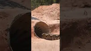 Primitive technology - Easy Snake Trap Using Plant Catch Big Snake in Hole #snaketrap