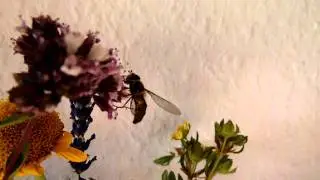 schwebfliege hoverfly