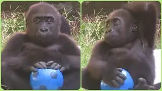 Adorable Baby Gorilla Like A BOSS