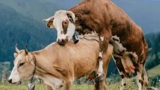 crazy bull attack on small cow amazing meeting videos new HD video 2022/ for animals lovers
