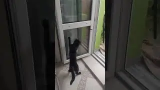 #happy #cat #смешные #love #funnycats #funny #catlover #kitten #животные #animals