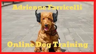 Brain Training For Dogs Adrienne Farricelli - Brain Training For Dogs Unique Dog Training Course
