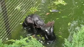 ZOO PŁOCK  - FOKA