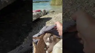 #zajec#rabbit #more #klud