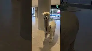 Hephner the Alpaca at Calvary Bruce Private Hospital