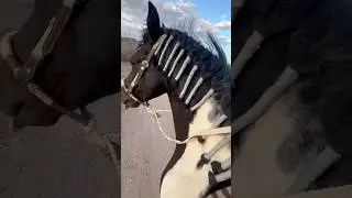 ￼Different kind of loyalty ￼#rancholife #horse #caballos #humildade #loyalty